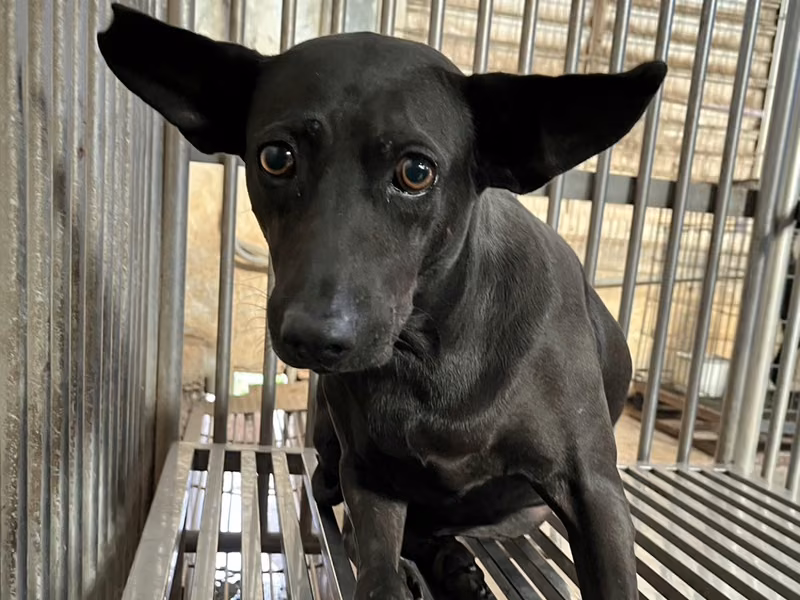 Black adult female mixed-breed dog, Medium, shelter no. …4002