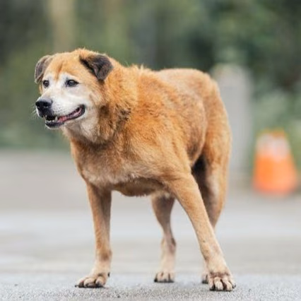 Tan adult male mixed-breed dog, Medium, shelter no. …1407