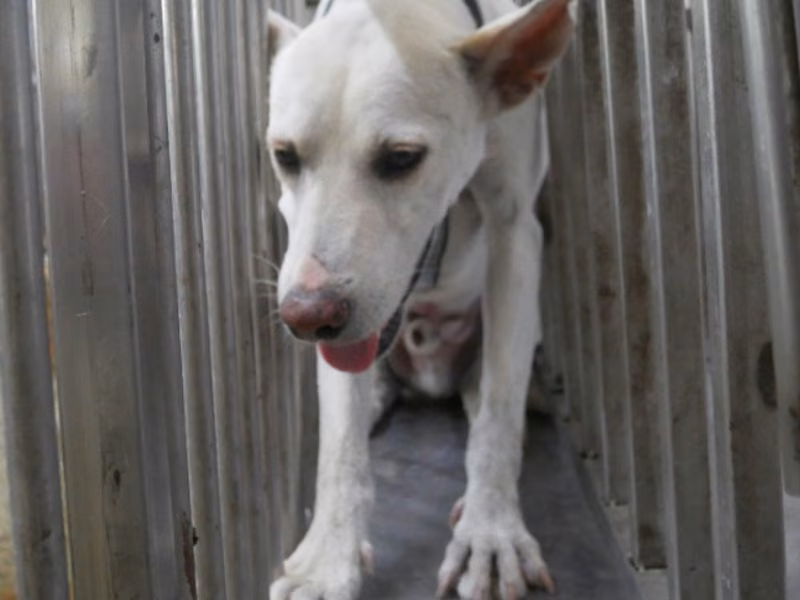 White adult male mixed-breed dog, Medium, shelter no. …2-03