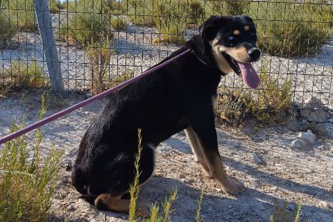 Cordersky, Female · Mixed breed