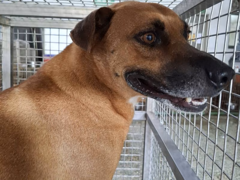 Tan adult male mixed-breed dog, Medium, shelter no. …1-01
