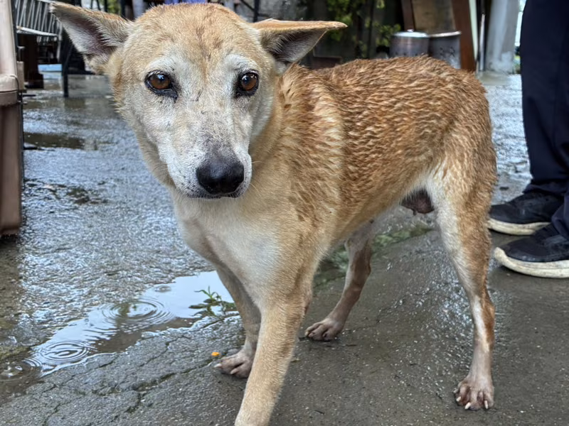 Tan adult female mixed-breed dog, Medium, shelter no. …5001