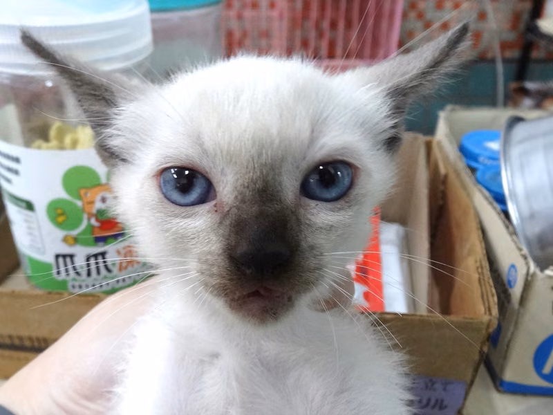 Gray-and-white young mixed-breed cat, Small, shelter no. …1754