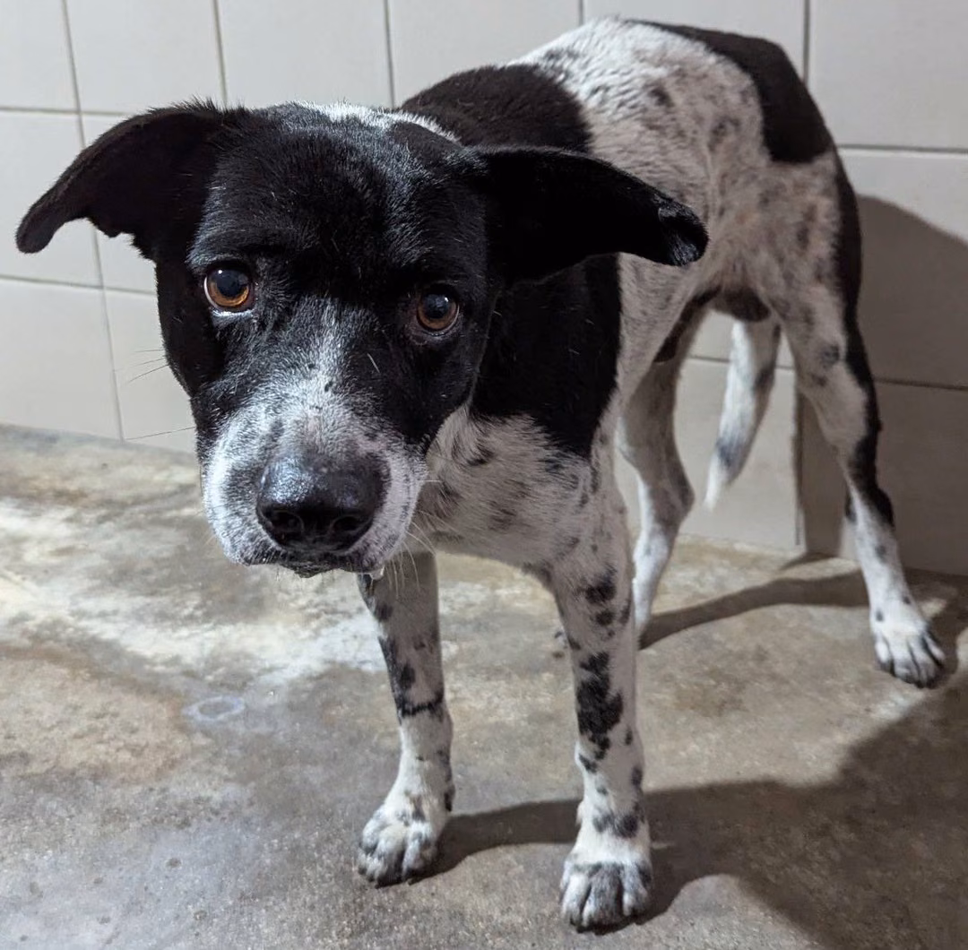 Black-and-white adult male mixed-breed dog, Medium, shelter no. …3003
