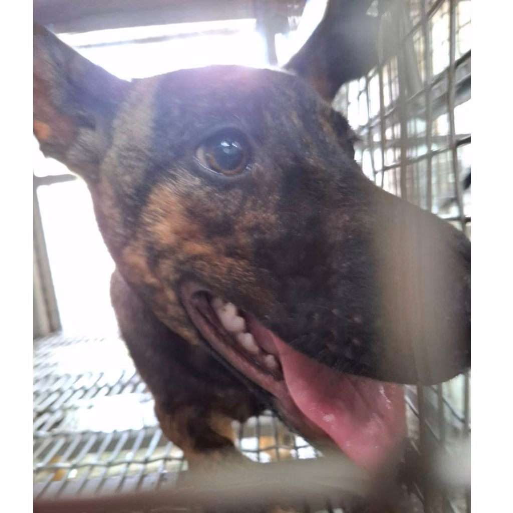 Tabby adult female mixed-breed dog, Large, shelter no. …8-02