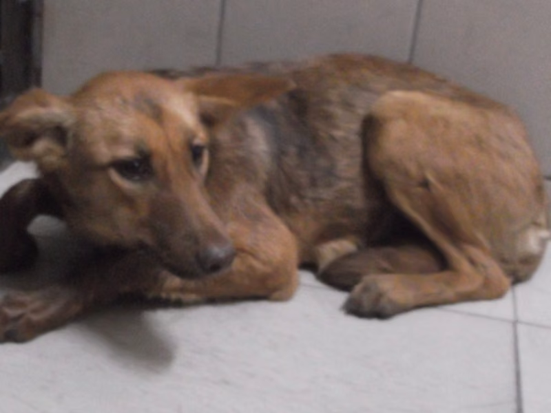 Tan young female mixed-breed dog, Medium, shelter no. …0503