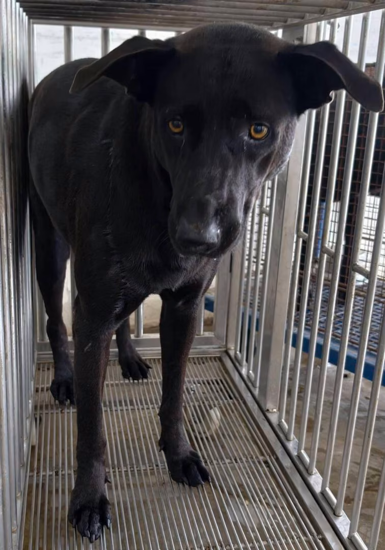 Black adult female mixed-breed dog, Medium, shelter no. …5004