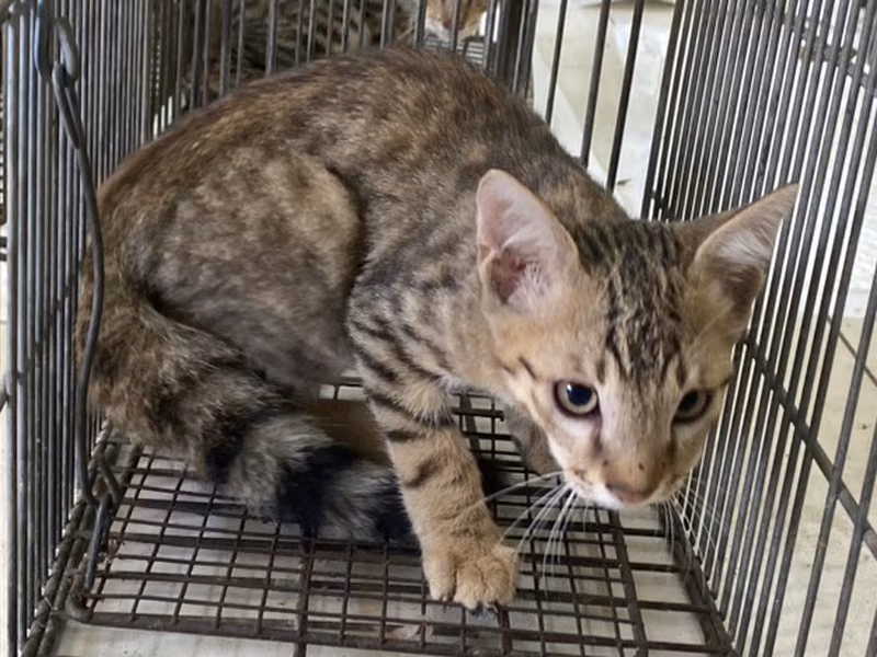 Adult female mixed-breed cat, Small, shelter no. …0C03
