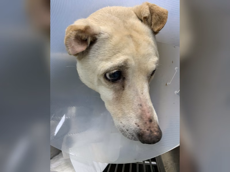 White adult female mixed-breed dog, Medium, shelter no. …2001