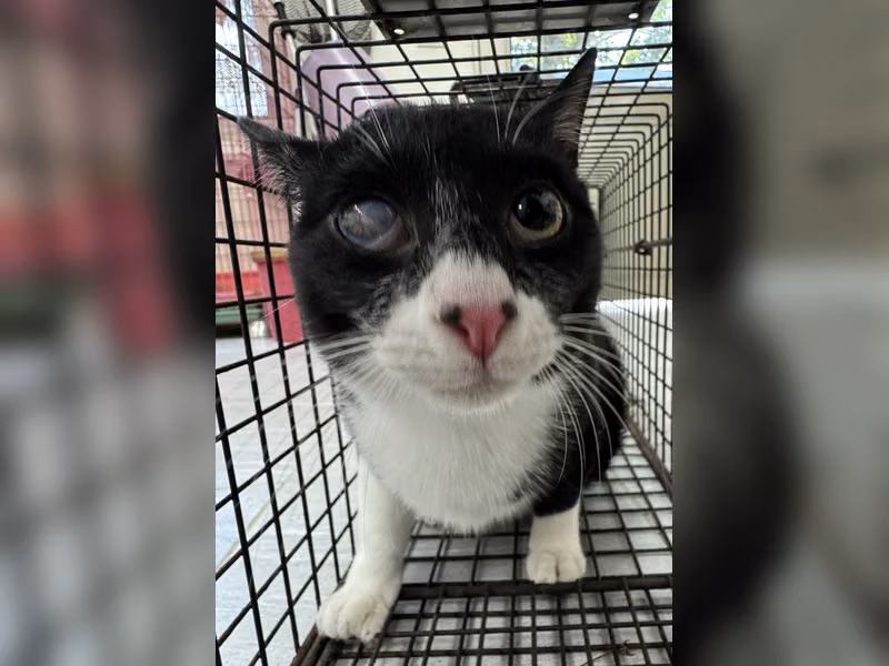 Pusang halo ang lahi (Lalaki, Matanda na, itim at puti), Malaki, blg. ng shelter …8011