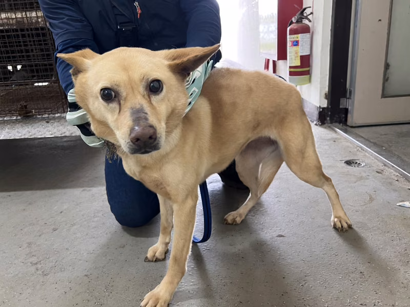 Tan adult female mixed-breed dog, Medium, shelter no. …9004