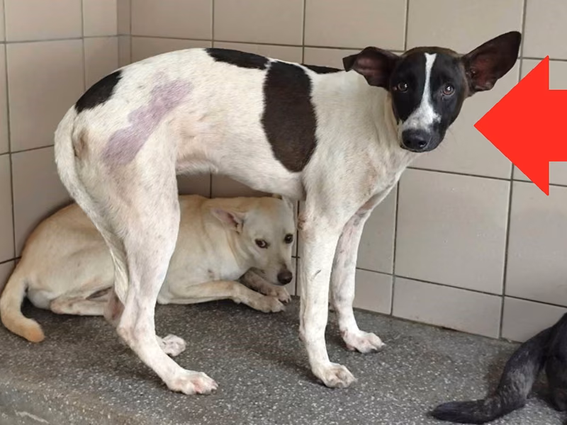 Patched adult female mixed-breed dog, Large, shelter no. …1112