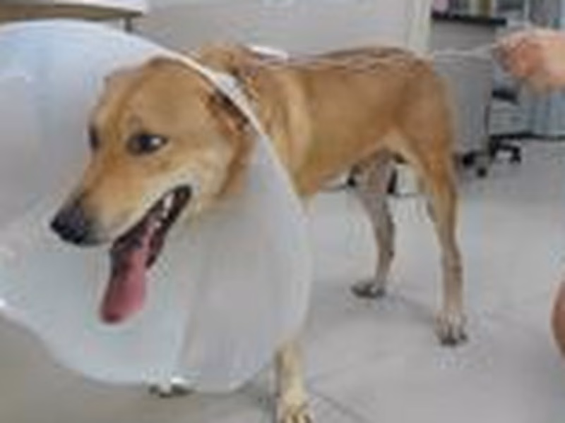 Brown adult male mixed-breed dog, Medium, shelter no. …2013