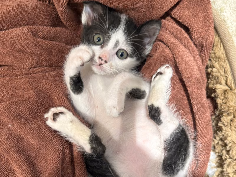Black-and-white young male mixed-breed cat, Small, shelter no. …0003