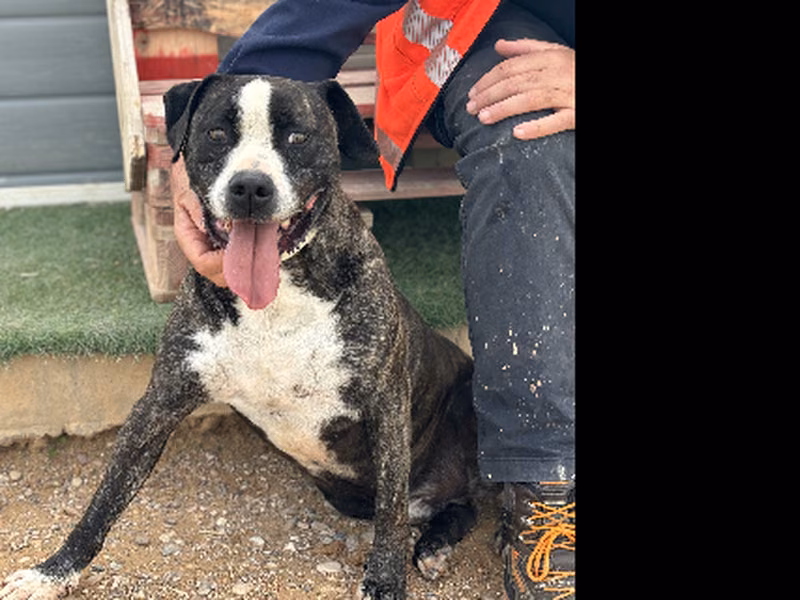 Pastriz, Senior · Male · Large · Mixed breed