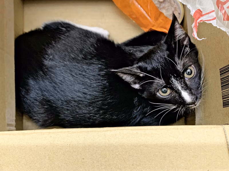 Black-and-white young male mixed-breed cat, Small, shelter no. …2903