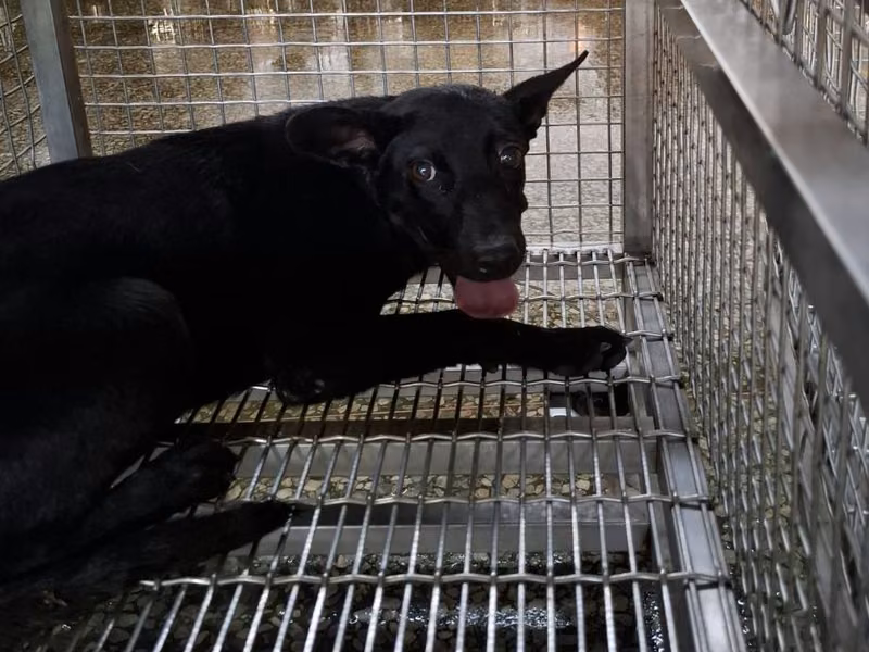 Black adult male mixed-breed dog, Large, shelter no. …8-01