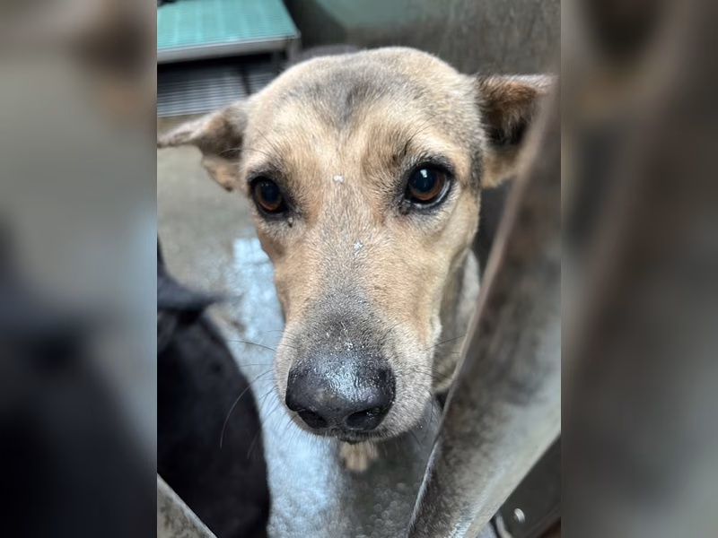 Brown-and-gray adult female mixed-breed dog, Medium, shelter no. …6001