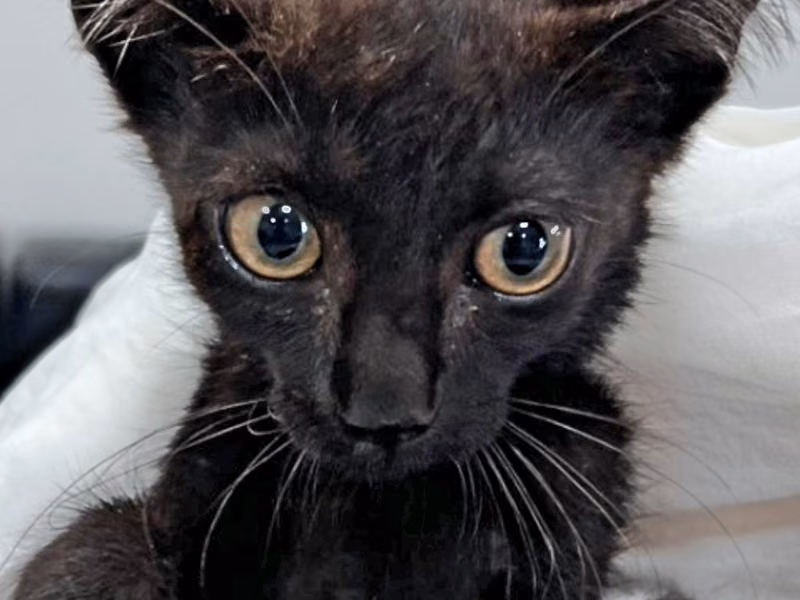Black young male mixed-breed cat, Small, shelter no. …8C33