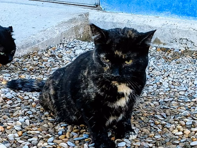 Madame Mistery, Adult · Female · European Shorthair