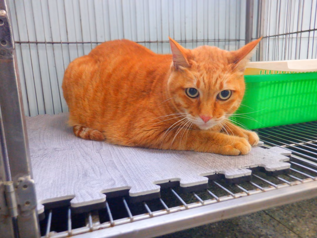 Orange tabby adult male mixed-breed cat, Small, shelter no. …25C8