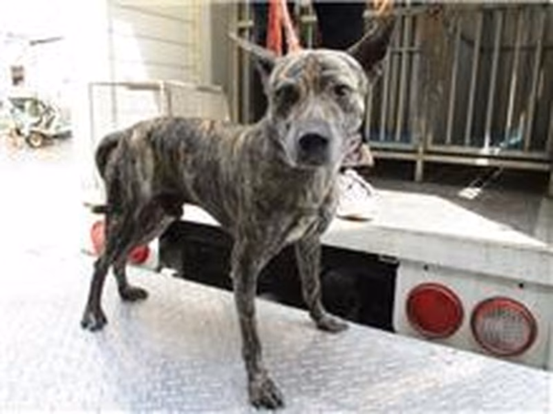 Tabby adult male mixed-breed dog, Medium, shelter no. …1187