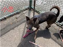Tabby young male mixed-breed dog, Small, shelter no. …1201
