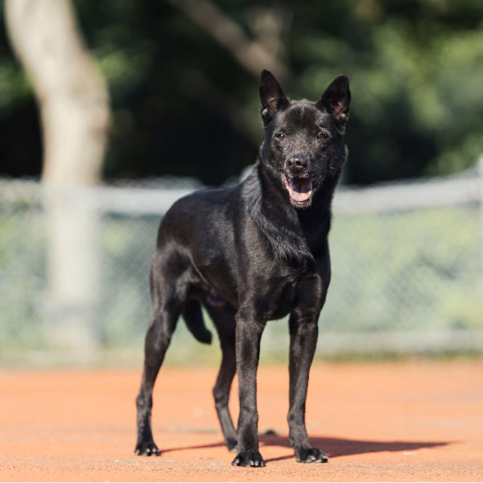 Black adult male mixed-breed dog, Medium, shelter no. …3106