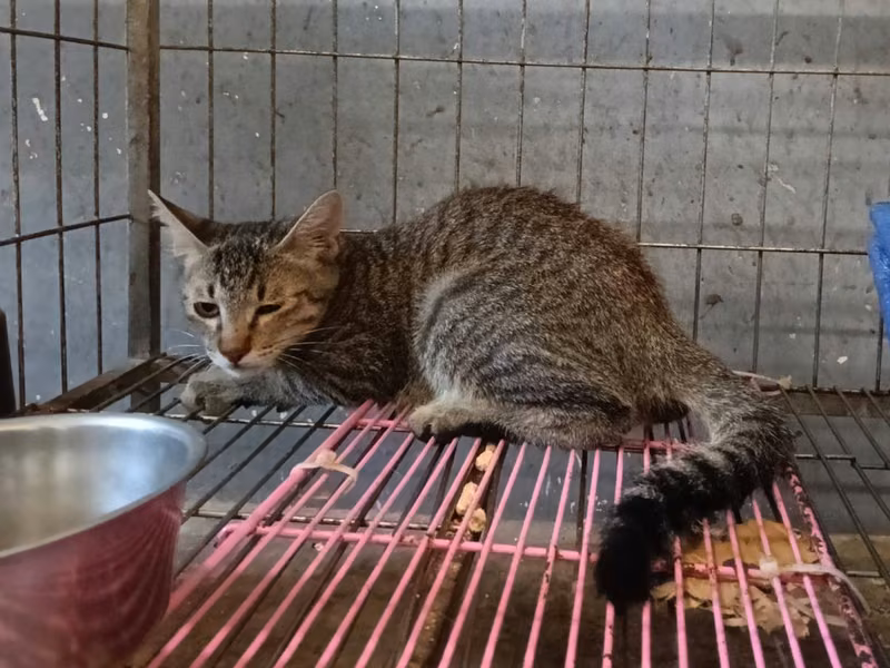 Tabby adult male mixed-breed cat, Medium, shelter no. …5005