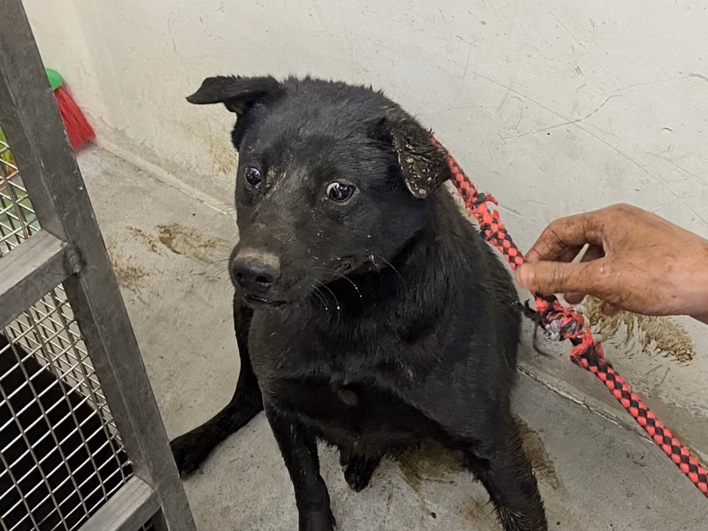 Black young male mixed-breed dog, Medium, shelter no. …0602