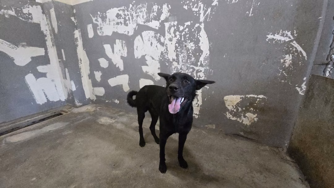 Black adult male mixed-breed dog, Medium, shelter no. …9008