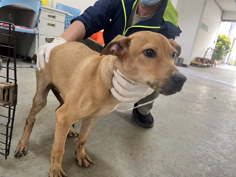 Tan adult male mixed-breed dog, Small, shelter no. …6003