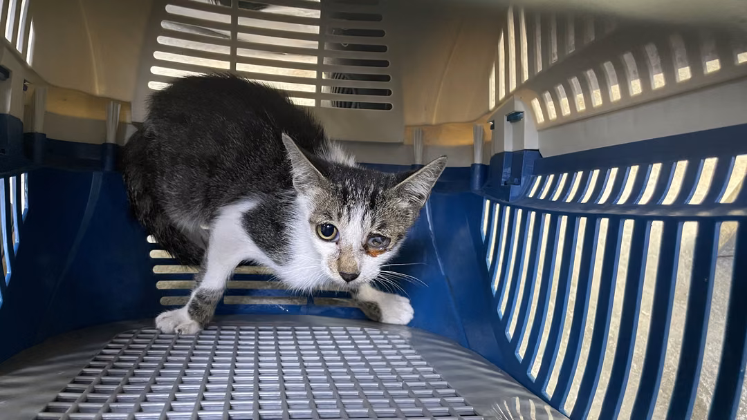 Tabby-and-white young female mixed-breed cat, Small, shelter no. …7003