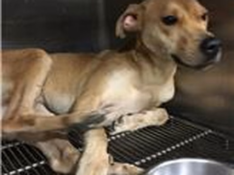 Tan adult male mixed-breed dog, Medium, shelter no. …0002
