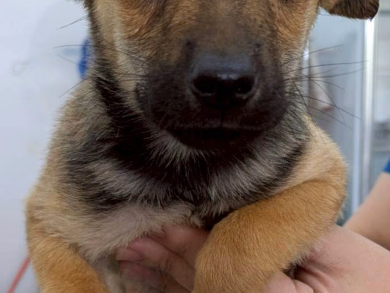 Brown-and-black young female mixed-breed dog, Medium, shelter no. …9005