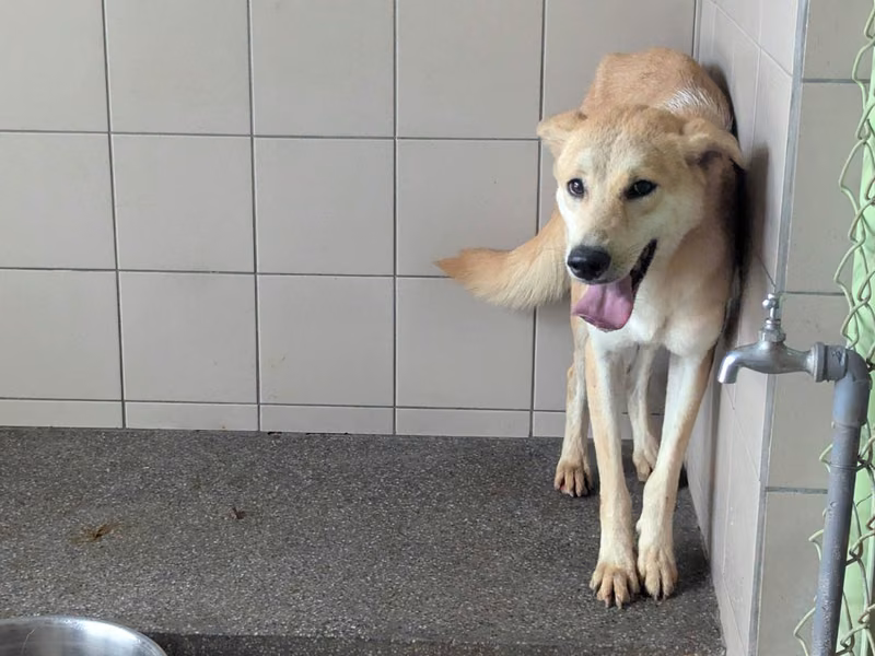 Tan adult female mixed-breed dog, Large, shelter no. …1514
