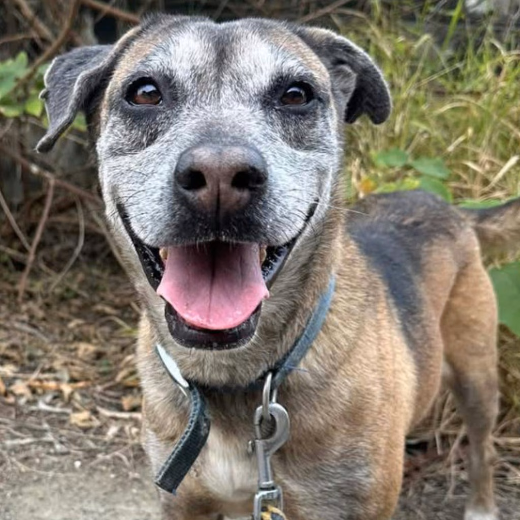 Black-and-tan adult female mixed-breed dog, Medium, shelter no. …5-03