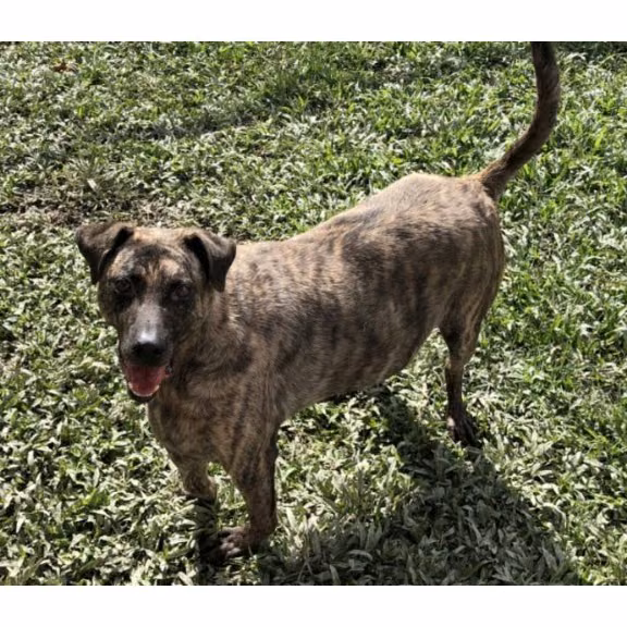 Tabby adult male mixed-breed dog, Medium, shelter no. …0307