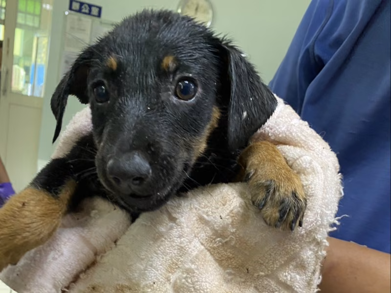 Black-and-tan young female mixed-breed dog, Small, shelter no. …2005