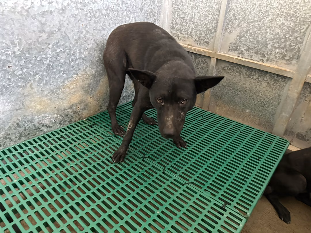 Black adult female mixed-breed dog, Large, shelter no. …1015