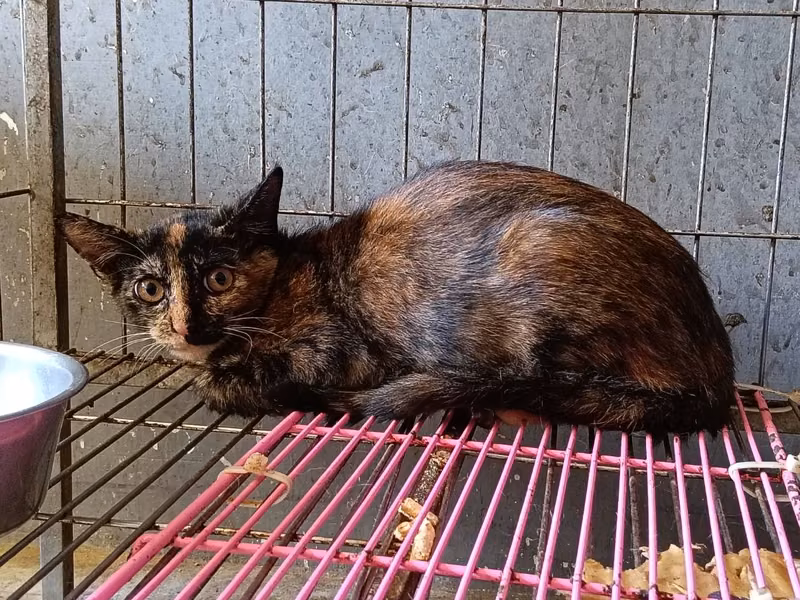 Adult female mixed-breed cat, Medium, shelter no. …3001