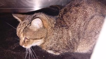 Brown tabby mixed-breed cat, shelter no. …4120