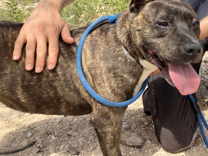 Isis, Mayor · Hembra · Grande · pit bull terrier americano