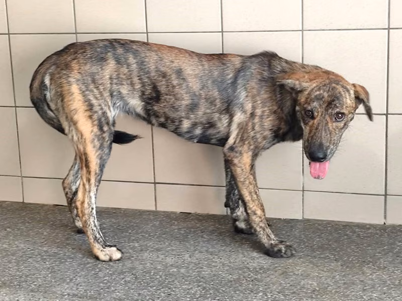 Tabby adult female mixed-breed dog, Large, shelter no. …0803