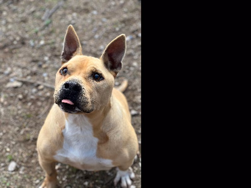 Chipiron, Senior · Male · Medium · Mixed breed