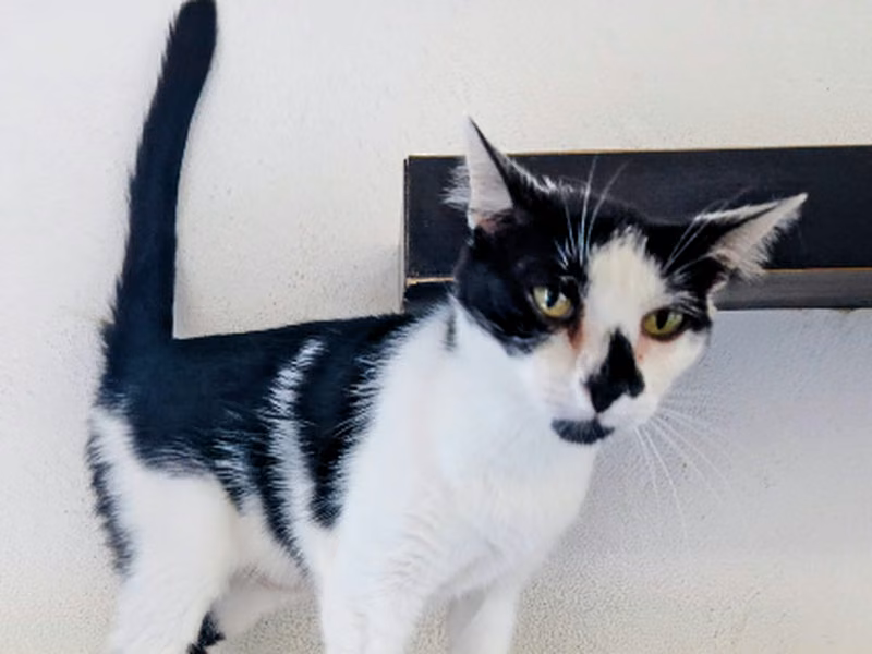 Iryo, Adult · Female · European Shorthair