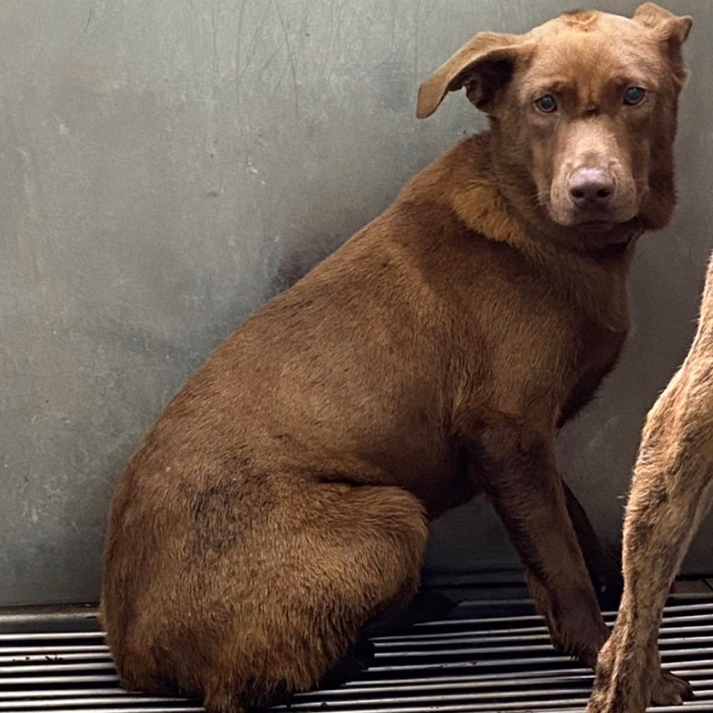 Brown adult male mixed-breed dog, Medium, shelter no. …5002