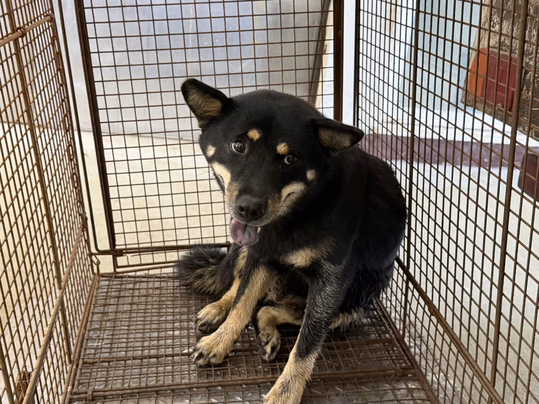 Black adult female Shiba Inu, Medium, shelter no. …7002