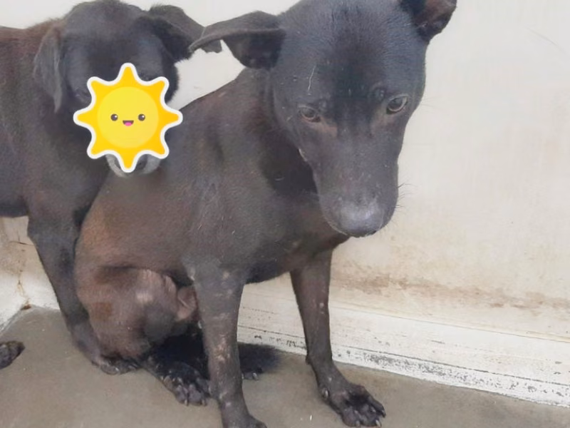 Black young male mixed-breed dog, Small, shelter no. …2906