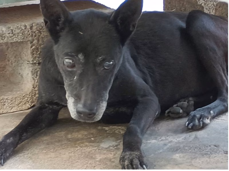 Black adult male mixed-breed dog, Large, shelter no. …015D